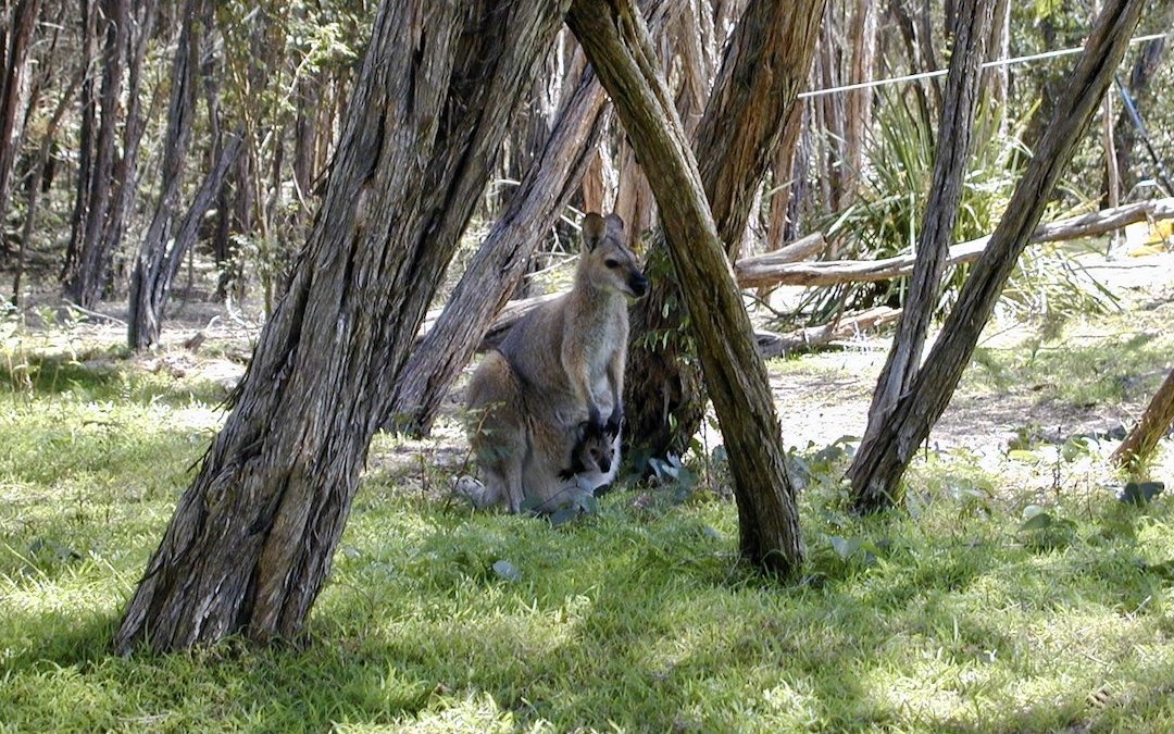 Australia Travel Diary 2000 Part 3