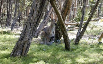 Australia Travel Diary 2000 Part 3
