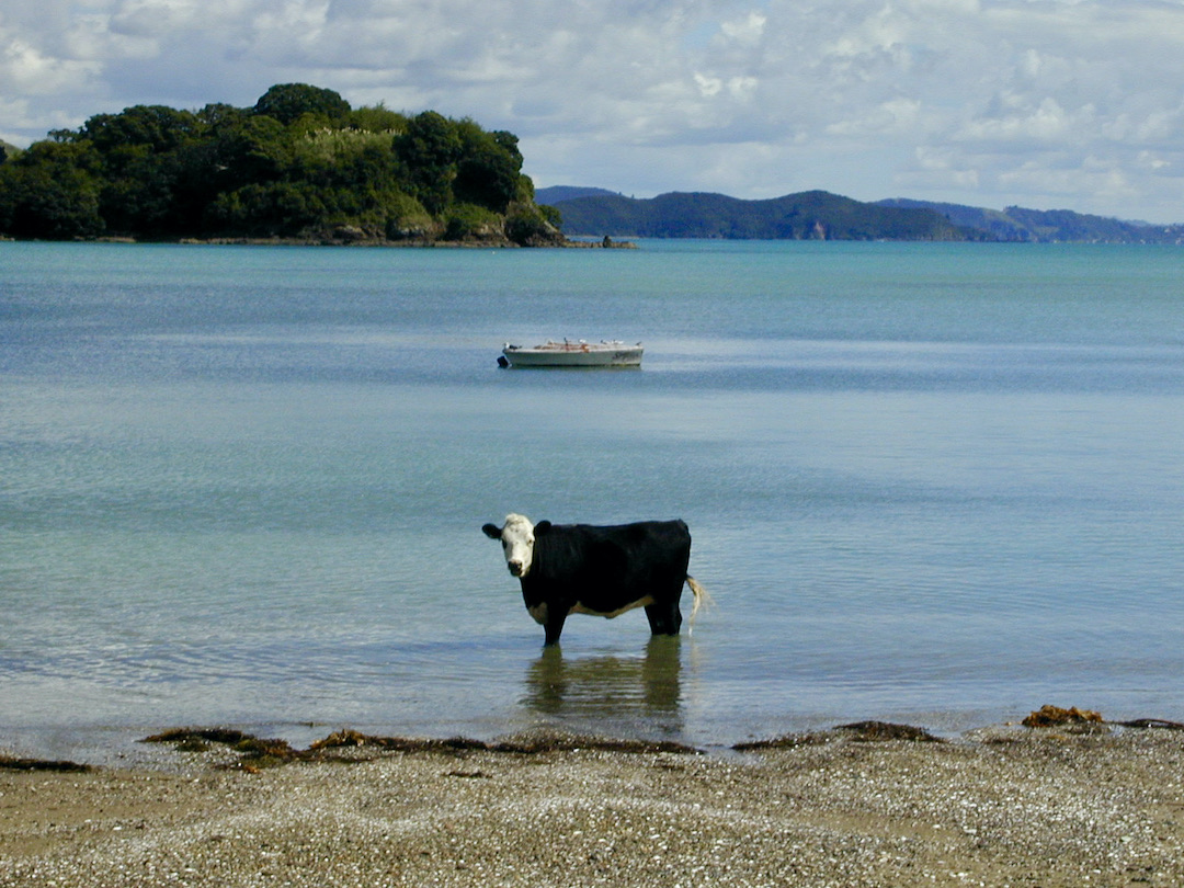 Cow in the sea Bay of Islands New Zealand A cow standing in the blue sea of the Bay of Islands in New Zealand
