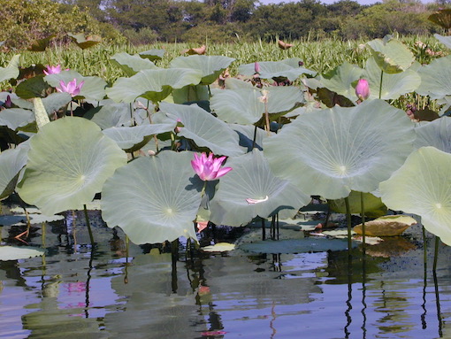 The wetlands in Kakadu National Park Australia