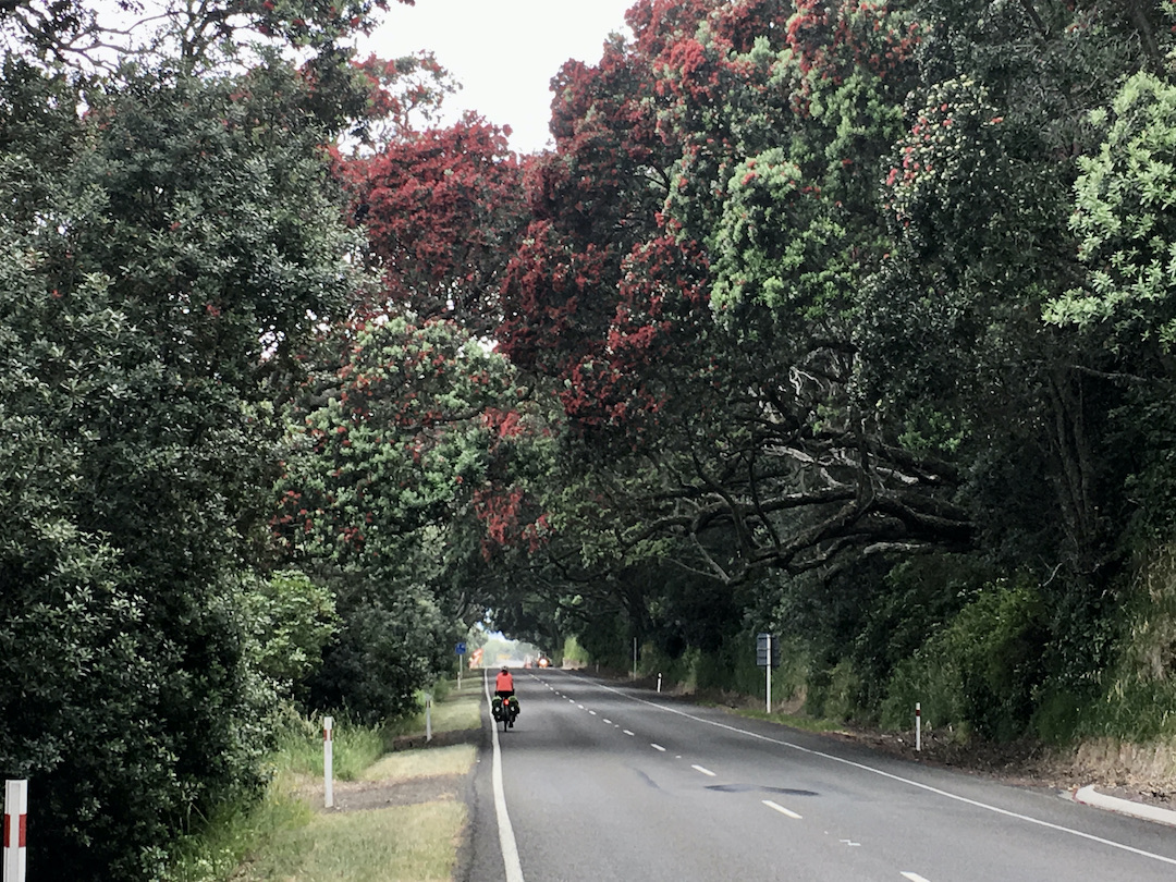 Cycling State Hwy 35 New Zealand Sharon cycling on State Highway 35 in New Zealand