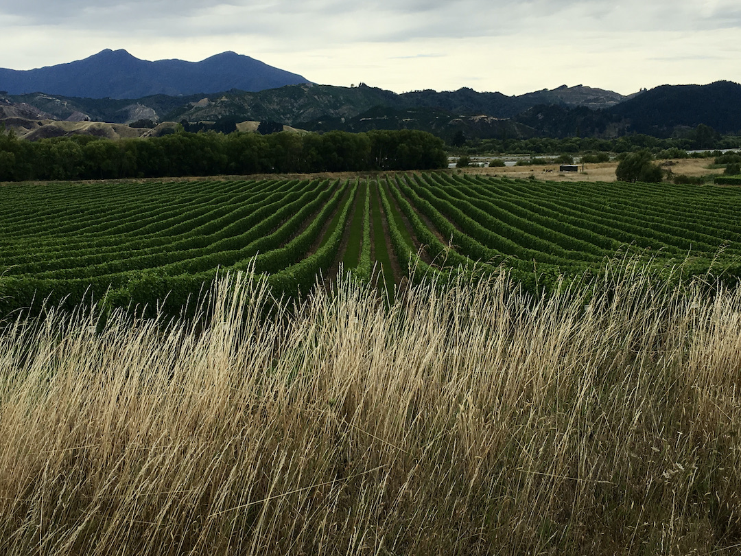 Valley of vines Valley of vines in Marlborough region of New Zealand