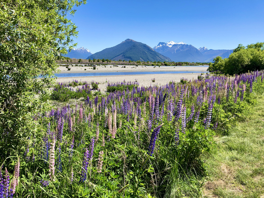 Wild Lupins Glenorchy Wild lupins alongside the Dart River in Glenorchy New Zealand