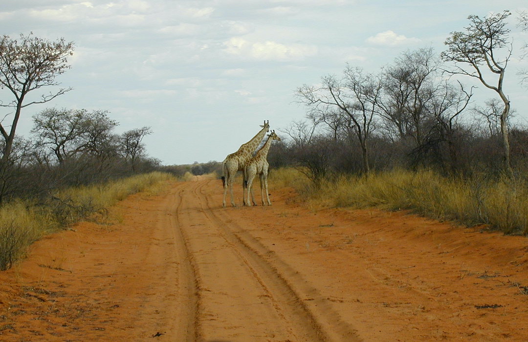 Giraffes in Namibia Giraffes on a sandy road in Waterberg Plateau National Park Namibia
