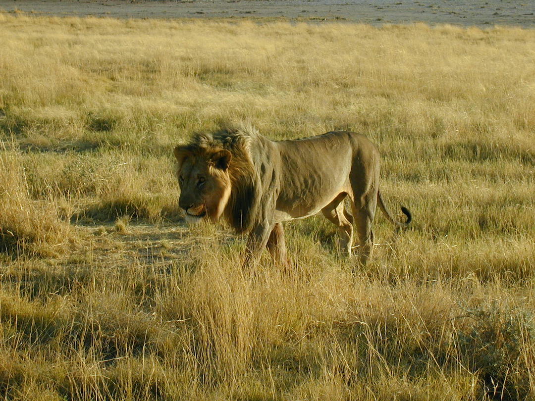 A lion walking in Etosha National Park Namibia